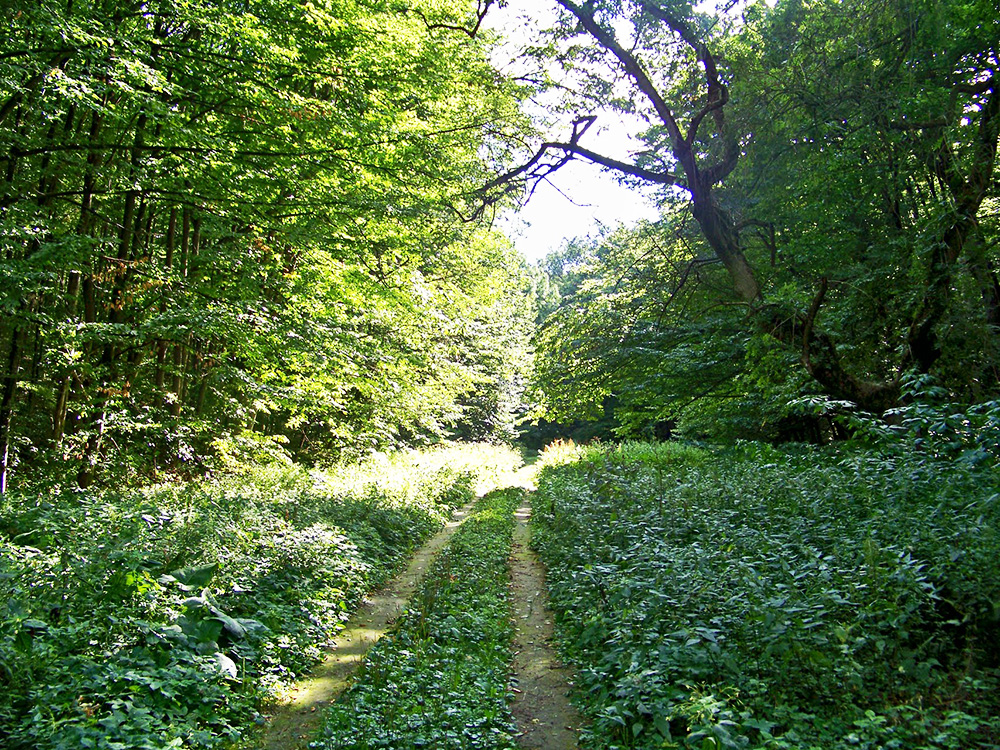 Лука